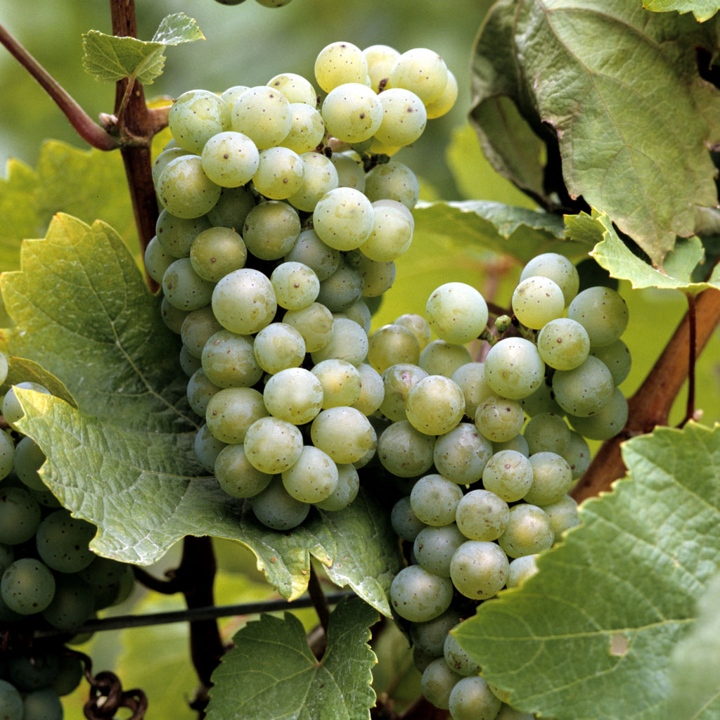White wine grapes A close up of white wine grapes