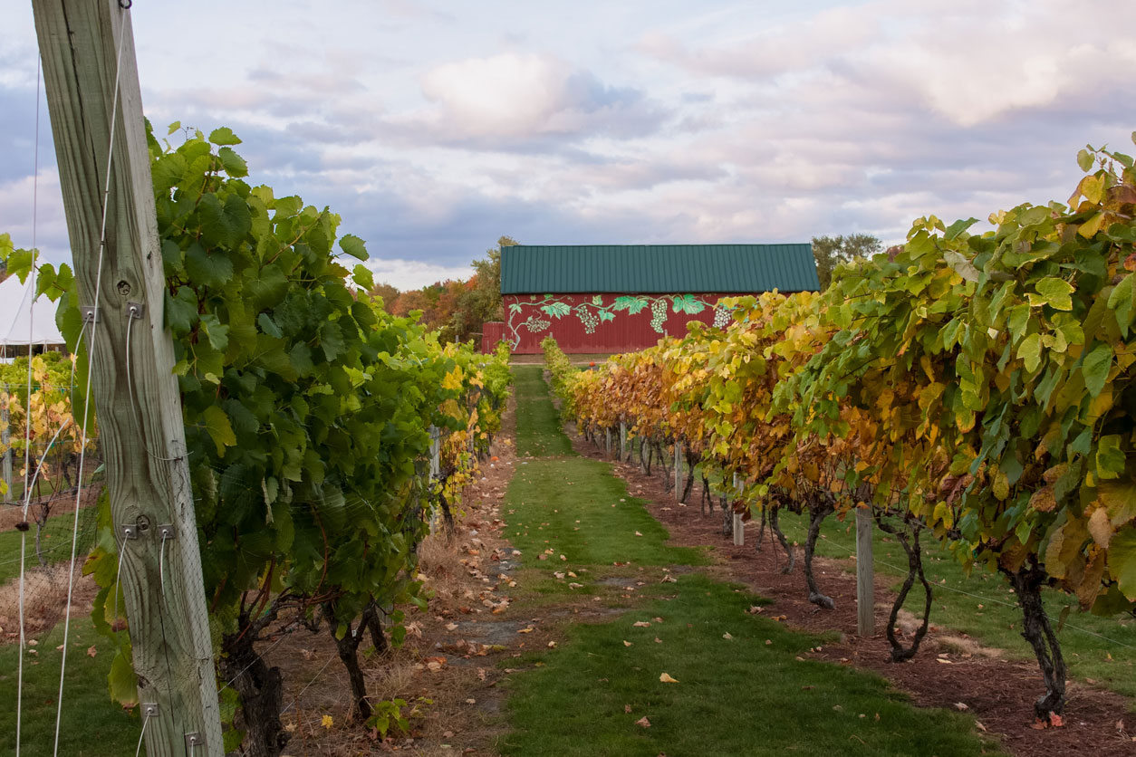 Vermont vinyard Vineyard in the fall time with a red barn in the distance